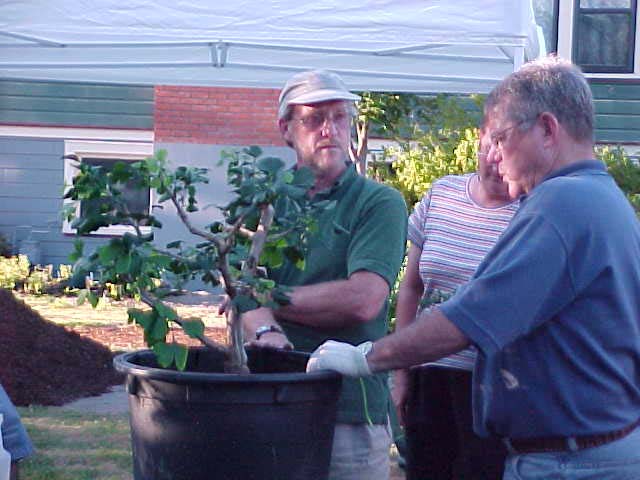 Bonsai Classes